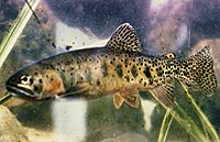 Oncorhynchus clarkii virginalis.jpg