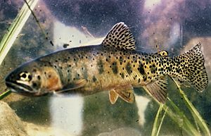 Oncorhynchus clarkii virginalis