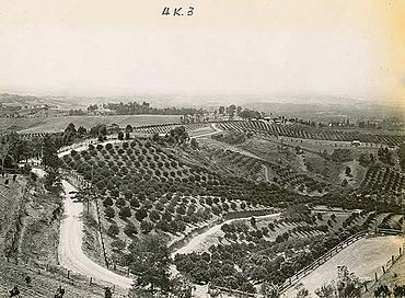 Orchards at Kurrajong (2924807411).jpg