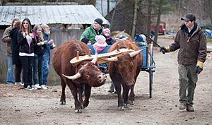 Ox-cart in Maine