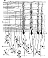 Parallel-fibers