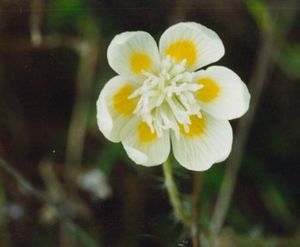 Platystemon californicus