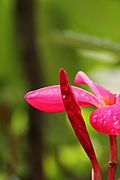 Plumeria rubra (83)