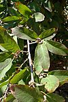 Quercus polymorpha kz2.jpg