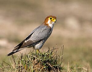 Red-Necked Falcon.JPG