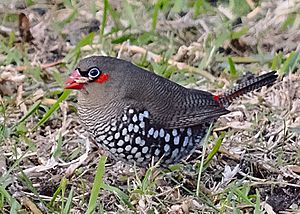 Red-eared firetail.jpg