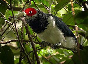 Red-faced Malkoha x.jpg