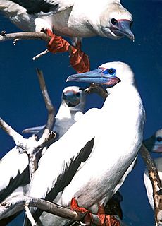 Red-footed booby