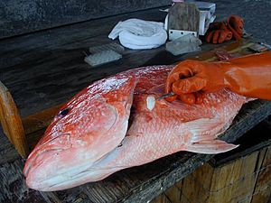 Removing a red snapper otolith