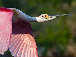 Roseate Spoonbill by Dan Pancamo1