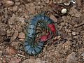 Scolopendra subspinipes australia