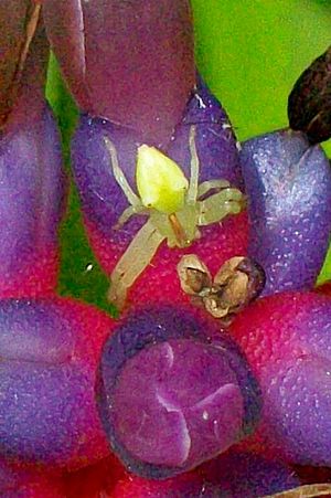 Sidymella rubrosignata juvenile on Bromeliad.jpg