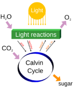 Simple photosynthesis overview