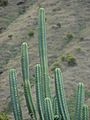 Starr 070320-5798 Echinopsis pachanoi