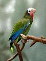 Stavenn Amazona leucocephala 00