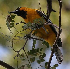 Streaked-BackedOriole.jpg