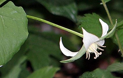 T.flexipesflower