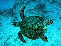 Tortue imbriqueeld4.jpg