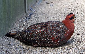 Tragopan blythii01.jpg