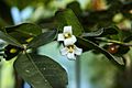 Triphasia trifolia flower