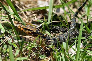 Varanus cumingi juvenile