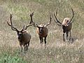 Photograph of three bull elk on a range 