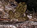 WaterfallFrog Litorianannotis