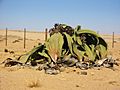 Welwitschia mirabilis(2)