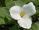 White Trillium Trillium grandiflorum Flower 2613px.jpg