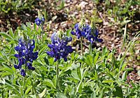 WildflowerCtr lupine close