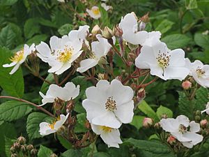 20140509Rosa multiflora04