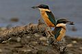 2 Kingfishers