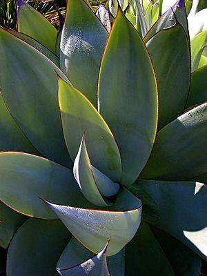 Agave mitis.jpg