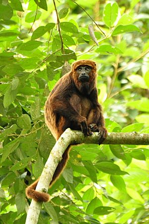 Alouatta guariba.jpg