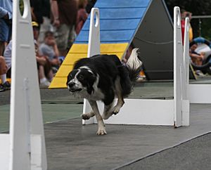 AnimalInnFlyball