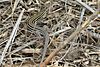 Laredo striped whiptail (Aspidoscelis laredoensis), in situ, Hidalgo County, Texas