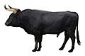 Aurochs reconstruction.jpg