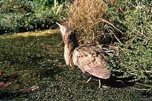 Australasian bittern (Botaurus poiciloptilus)