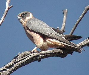 Australian Hobby Pikedale Jul02