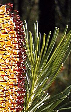 B spinulosa Nowra2 cropped