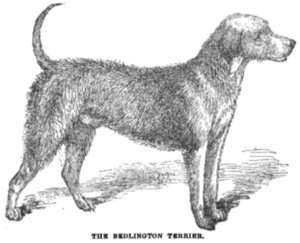 Bedlington Terrier