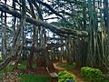 Big Banyan Tree at Bangalore