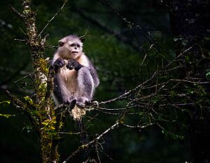 Black Snub-nosed Monkey (44489823001).jpg