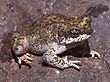 Bufo punctatus02.jpg