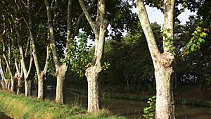 Canal du Midi 01