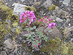 Chamerion latifolium RHu 02.JPG