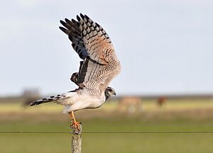 Circus buffoni male pale fencepost