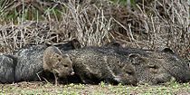 Collared peccary (Pecari tajacu), Bentsen-Rio Grande Valley State Park, Hidalgo Co. Texas (4 Feb 2010). A