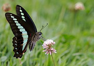 Common bluebottle, Keitakuen, Osaka