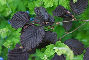 Corylus maxima 'Purpurea'